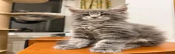 Maine Coon cats for sale: Maine coon - Advert 6