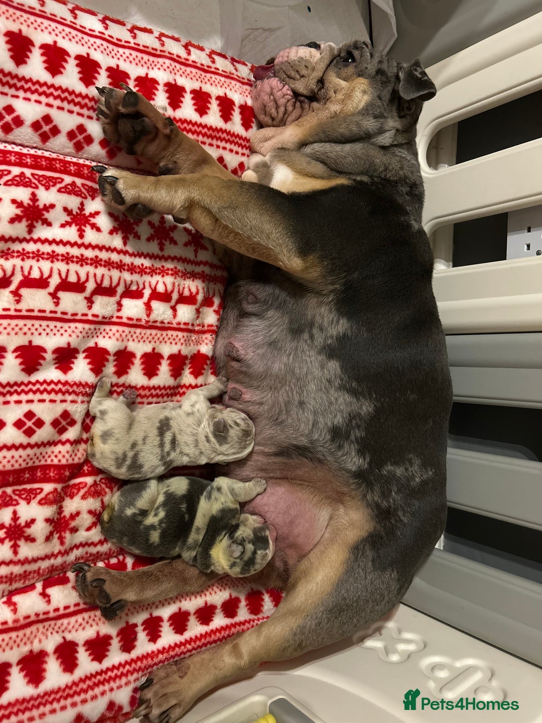 English Bulldog dogs for sale: LAST BOY ENGLISH BULLDOG PUP in South Ockendon - Image 14