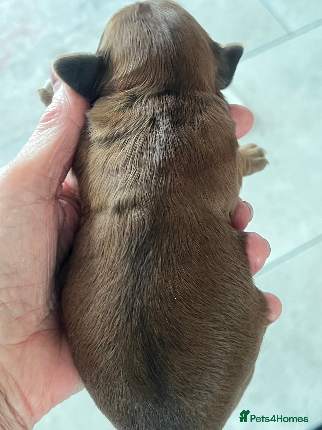 Shihpoo dogs for sale: Shipoo Pups - Image 22