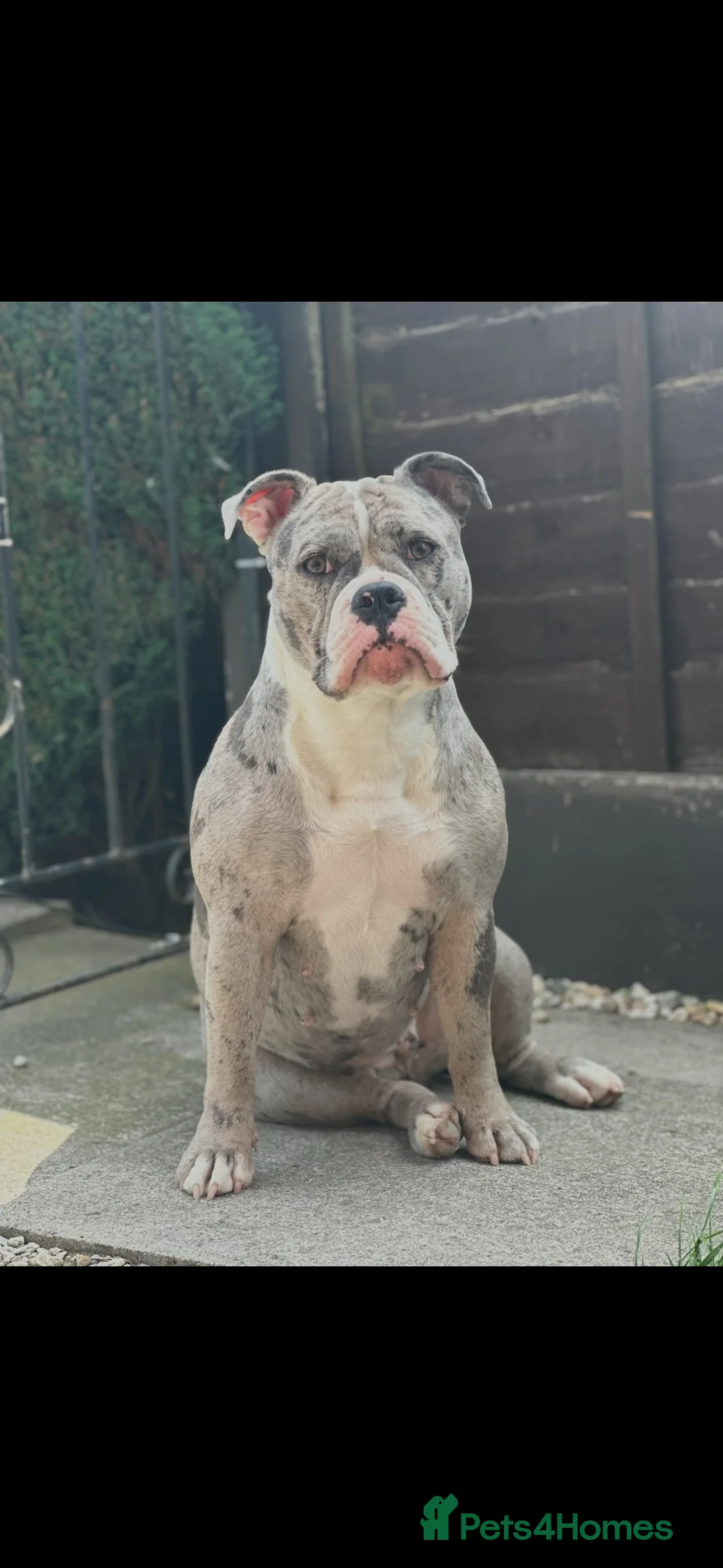 Olde English Bulldogge dogs for sale: Skyla olde English bulldogge for re homing😢 - Advert 2