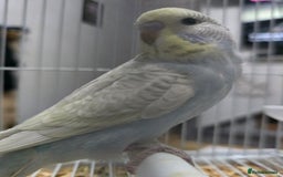 Budgerigars birds for sale: Baby Budgies - Image 1