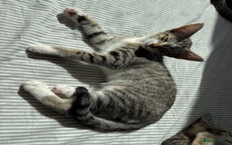 Siamese cats for sale: Siamese-Tabby Mix Kittens Available from 17th Sept - Image 17