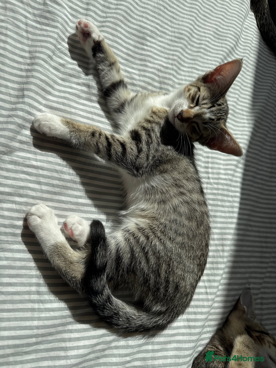 Siamese cats for sale: Siamese-Tabby Mix Kittens Available from 17th Sept - Image 17