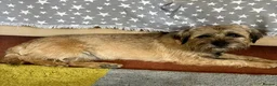 Border Terrier dogs for sale: BORDER TERRIER PUPPIES KC REG - Advert 2