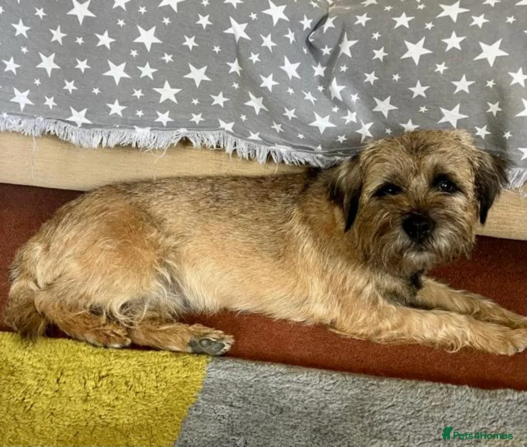 Border Terrier dogs for sale: BORDER TERRIER PUPPIES KC REG - Advert 2