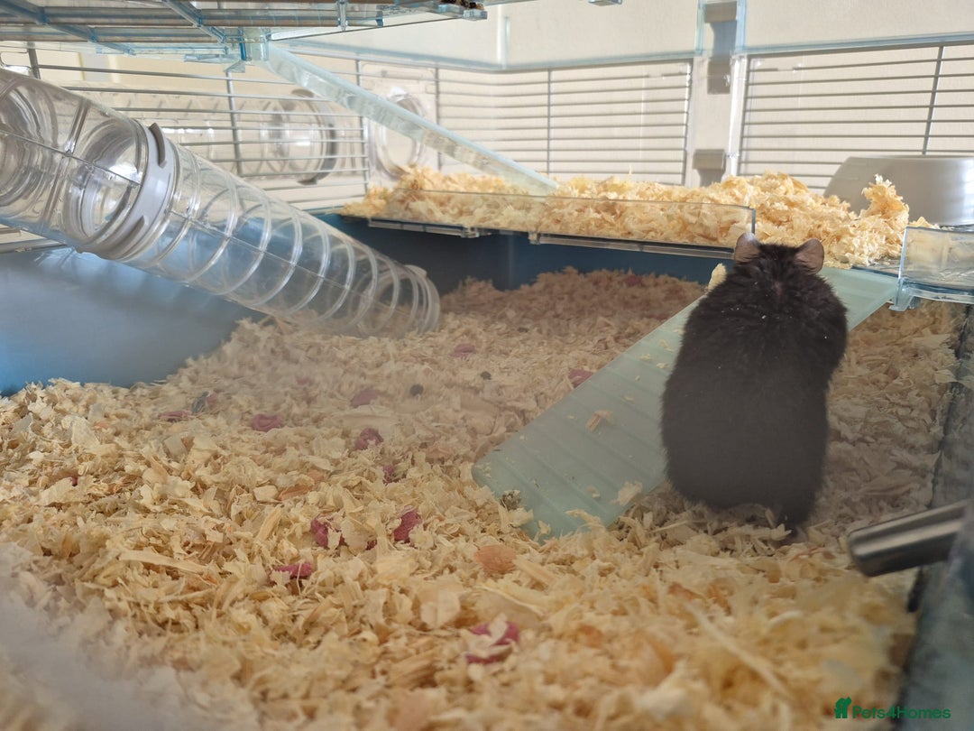 Hamster rodents for sale: rare black russian dwarf hampster - Image 6