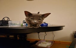 Oriental cats for sale: 4 months oriental cat female  - Image 4