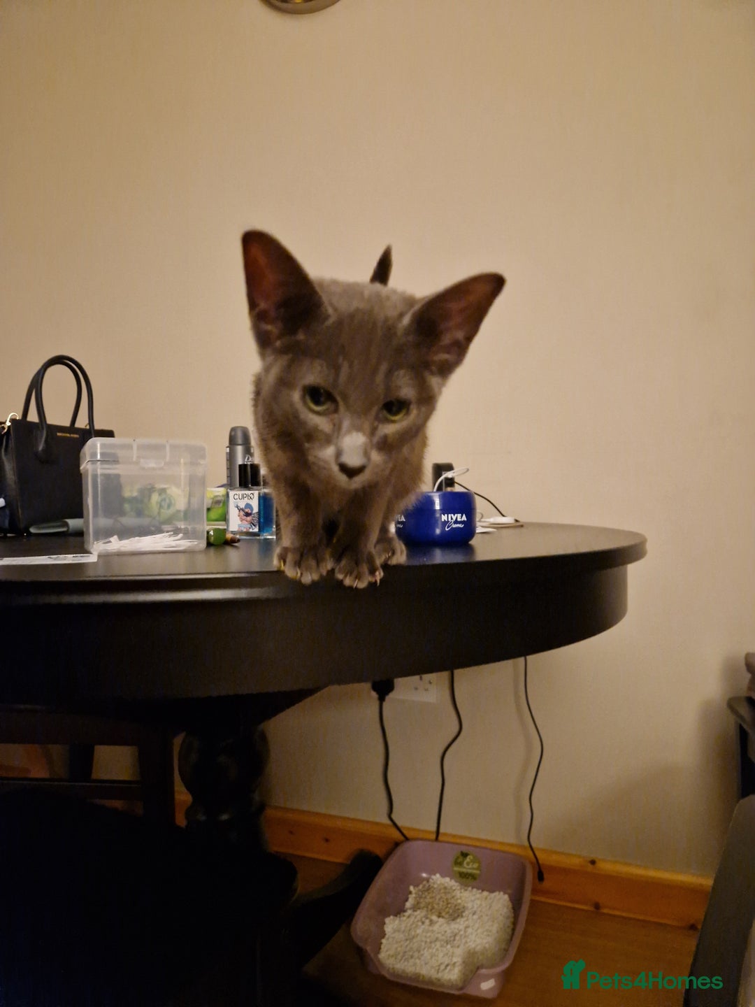 Oriental cats for sale: 4 months oriental cat female  - Image 4