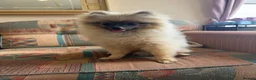 Pomeranian dogs for sale: Kc registered Pom boy  - Advert 3