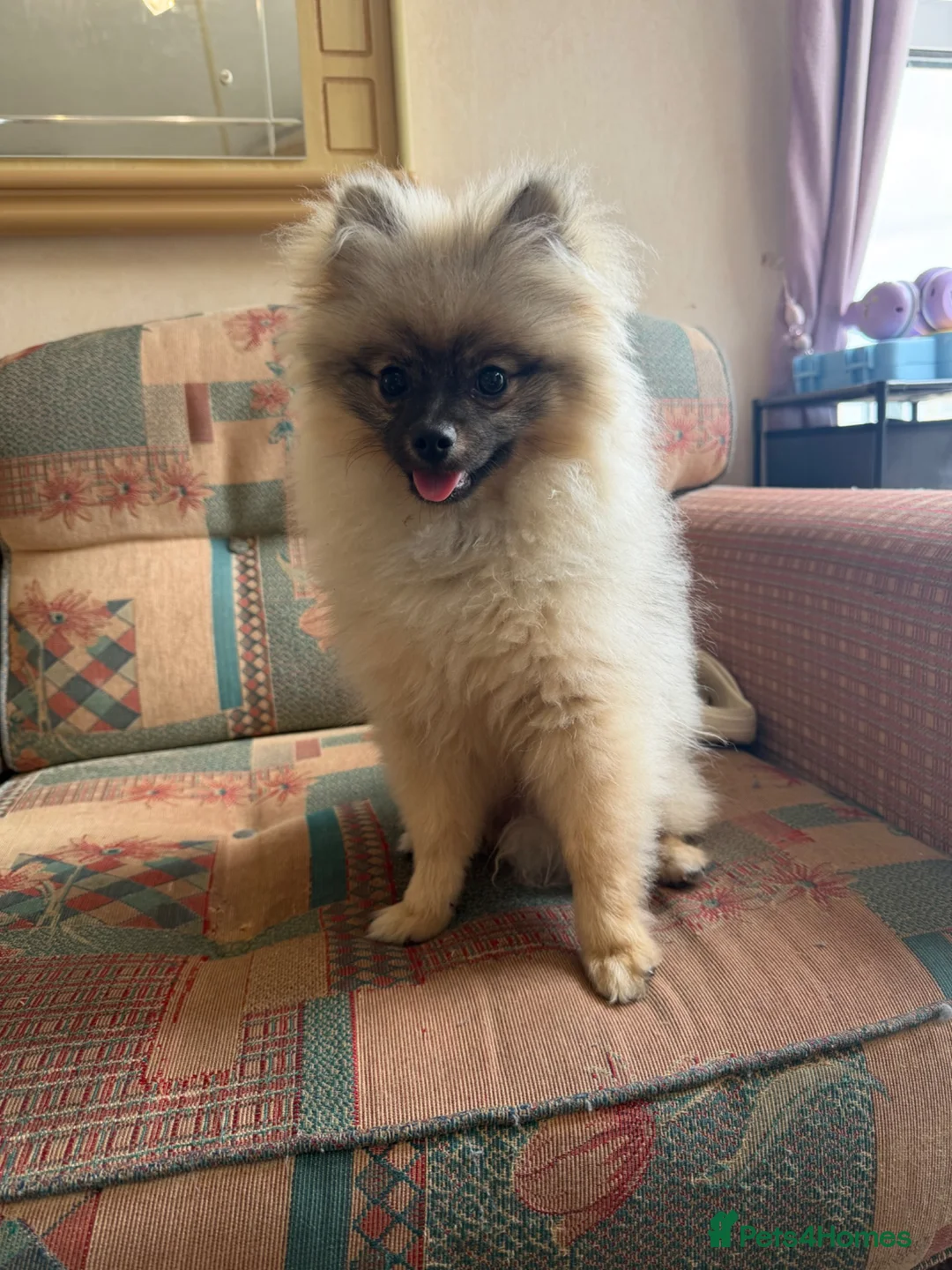 Pomeranian dogs for sale: Kc registered Pom boy  - Advert 3