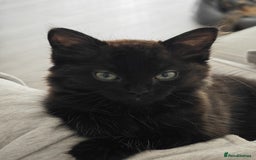 British Longhair cats for sale: Affectionate kitten for sale - Image 5