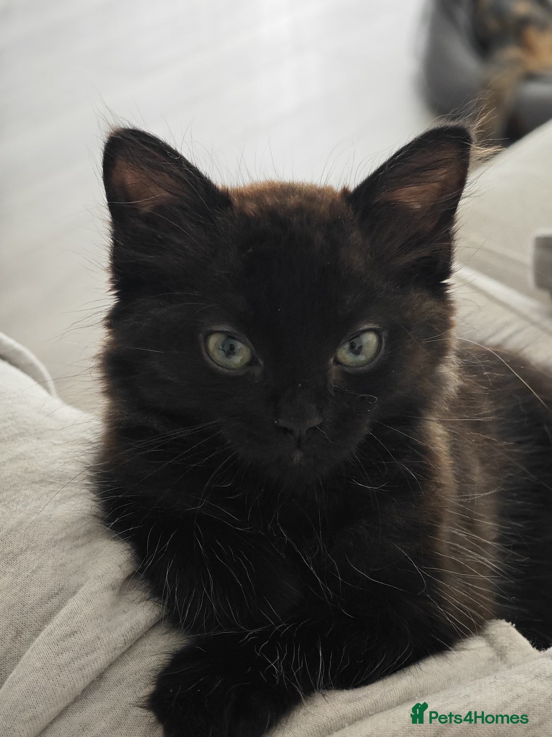 British Longhair cats for sale: Affectionate kitten for sale - Image 5
