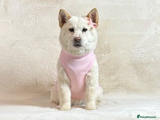 Mixed Breed dogs Stunning Cream female chowsky puppy for sale - Advert 16