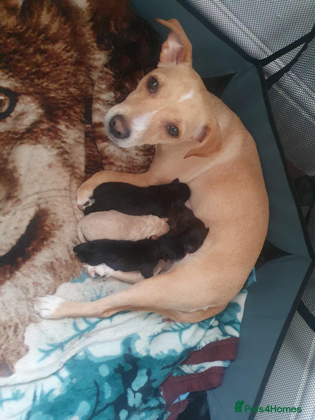 Patterjack dogs for sale: 2 black patterjack puppies left! - Image 6