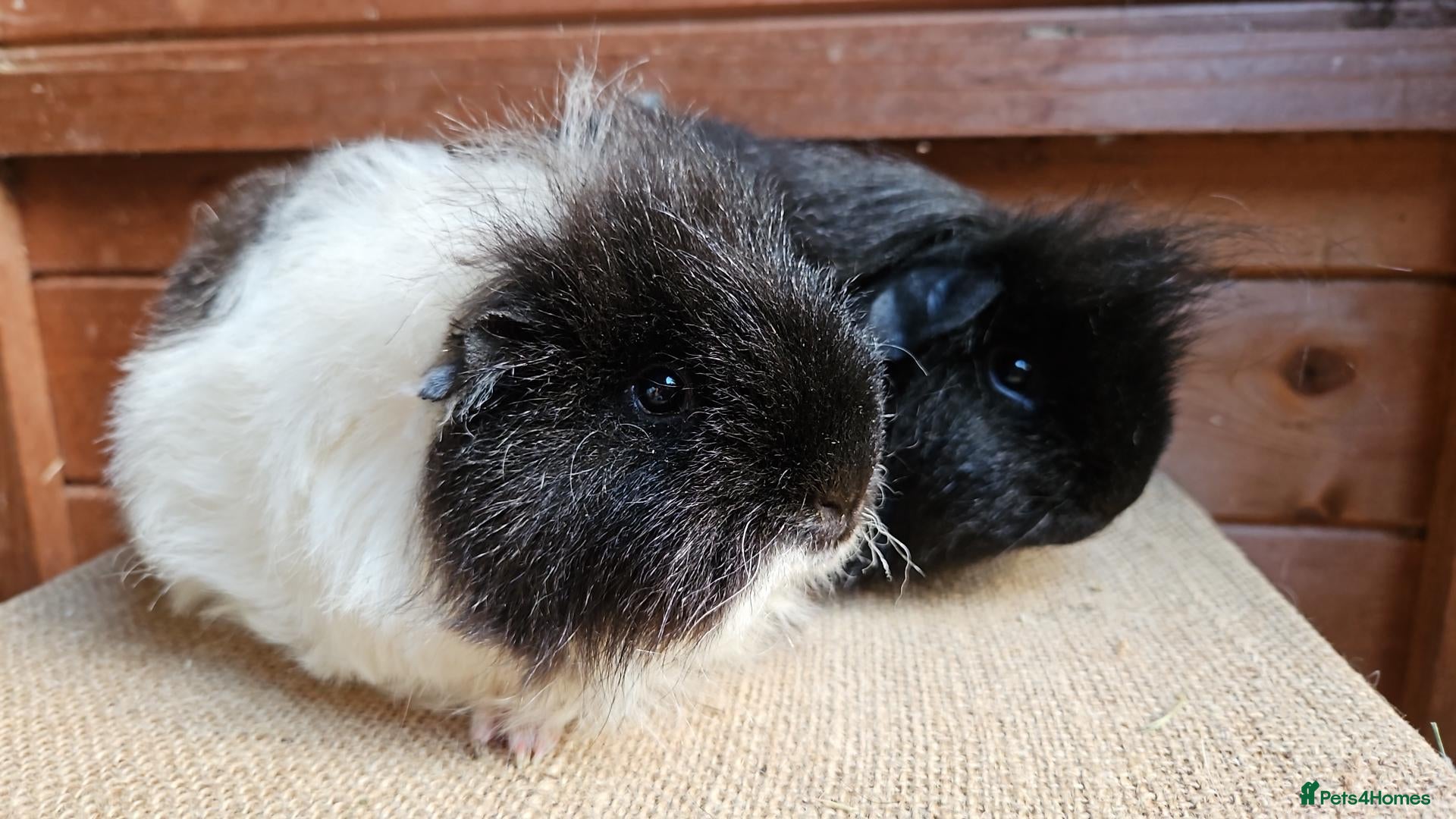 Guinea Pig rodents Various bonded pairs of boy guinea pigs - Advert 22