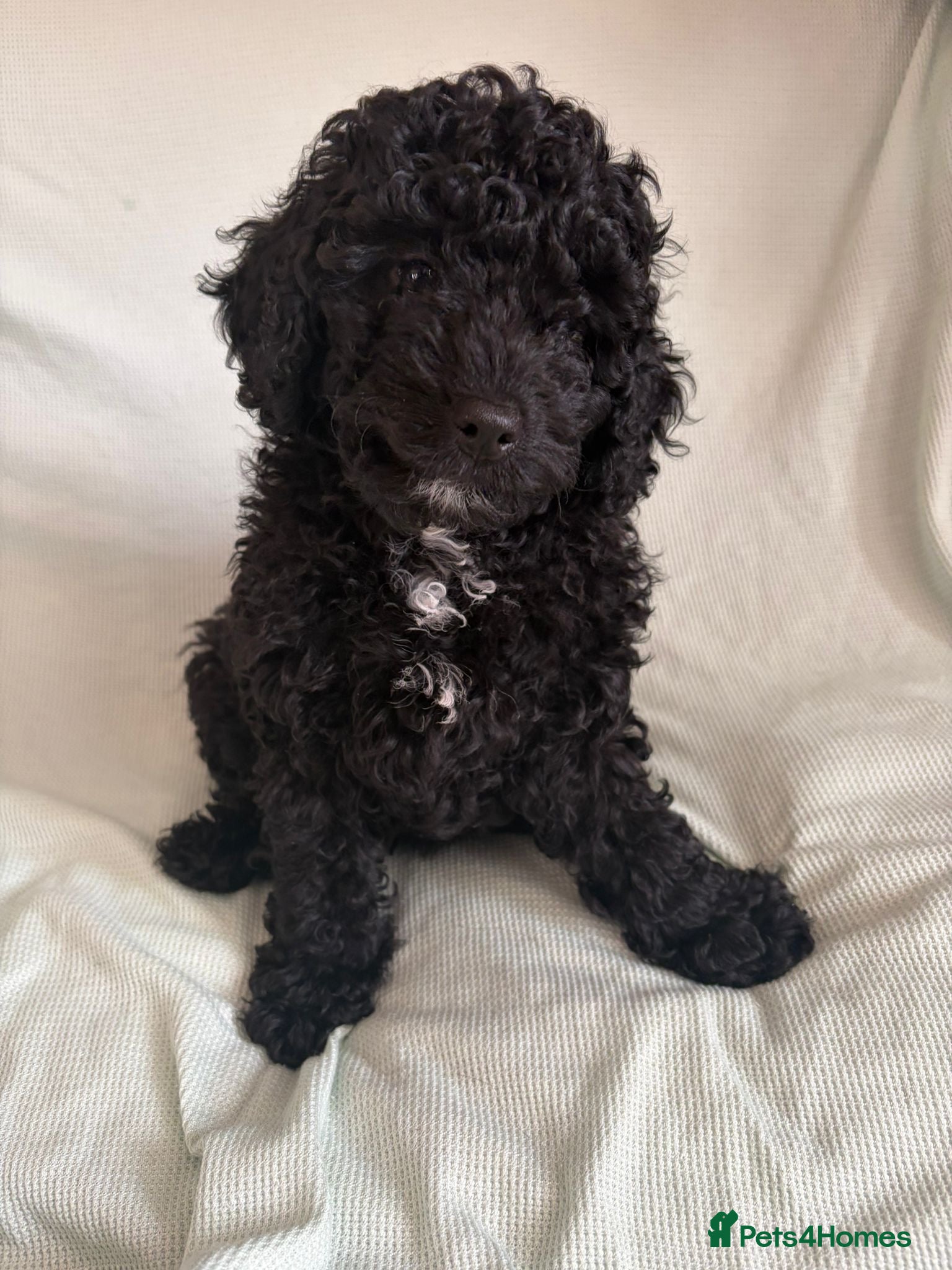 Cavapoo dogs READY TO LEAVE BLACK & WHITE TEDDY BEAR CAVAPOO - Advert 1