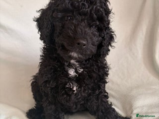 Cavapoo dogs READY TO LEAVE BLACK & WHITE TEDDY BEAR CAVAPOO - Advert 1