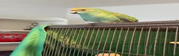 Parrots birds for sale: Bonded  kakariki male and female 7 months old i - Advert 13