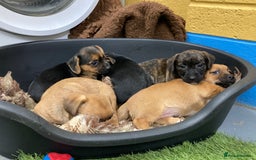 Mixed Breed dogs for sale: Border Terrier cross  - Image 6