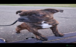 Staffordshire Bull Terrier dogs for sale: Bronson - Image 3