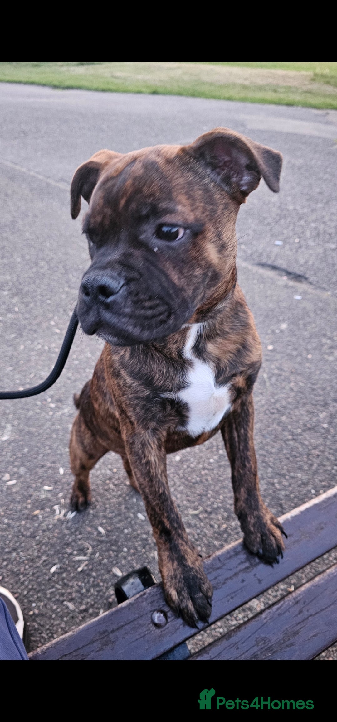 Staffordshire Bull Terrier dogs for sale: Bronson - Image 3