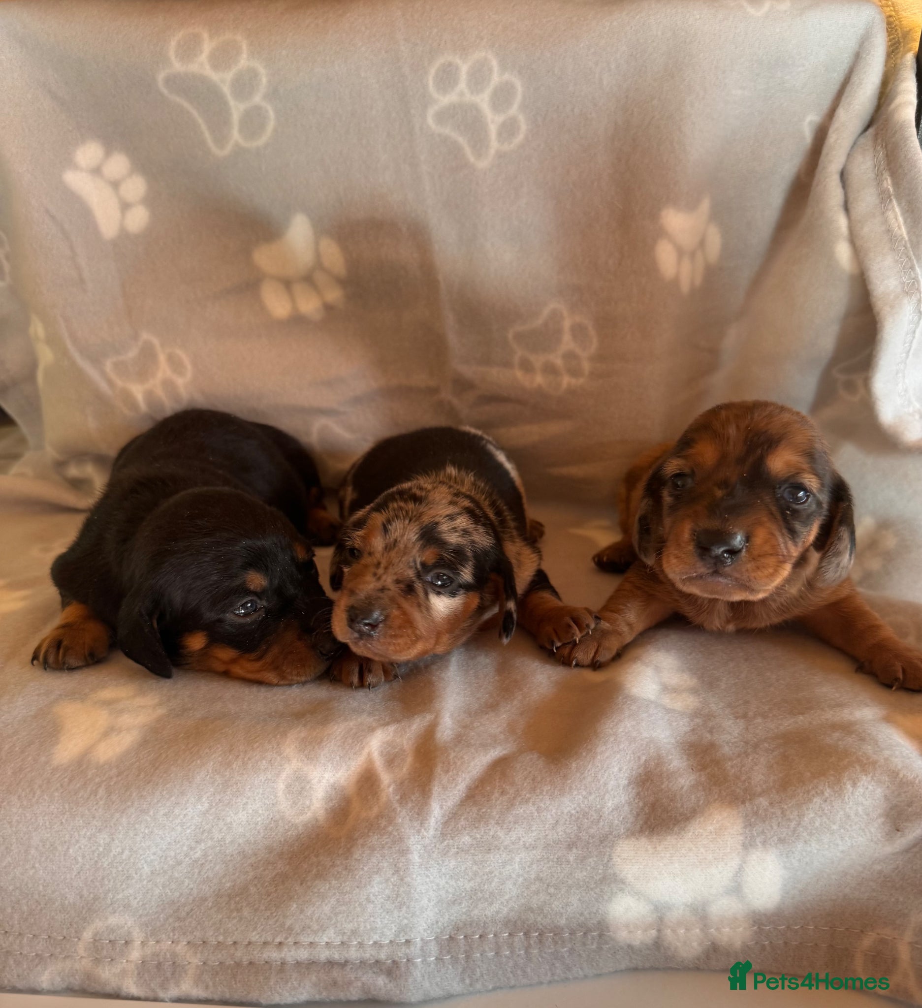 Miniature Dachshund dogs for sale: Stunning litter of mini dachshund puppies  - Advert 6