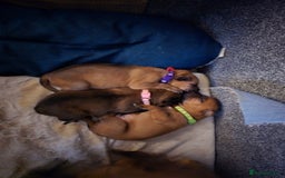 Mixed Breed dogs for sale: 1Boy Left German Shepherd Staffy Dogue de Bordeaux - Image 6