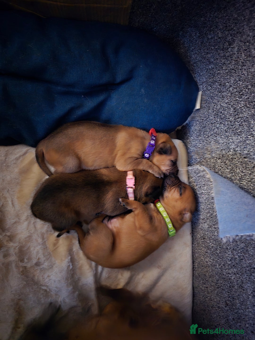Mixed Breed dogs for sale: 1Boy Left German Shepherd Staffy Dogue de Bordeaux - Image 6