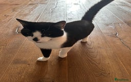Domestic Shorthair cats for sale: Older cats needing rehoming  - Image 1