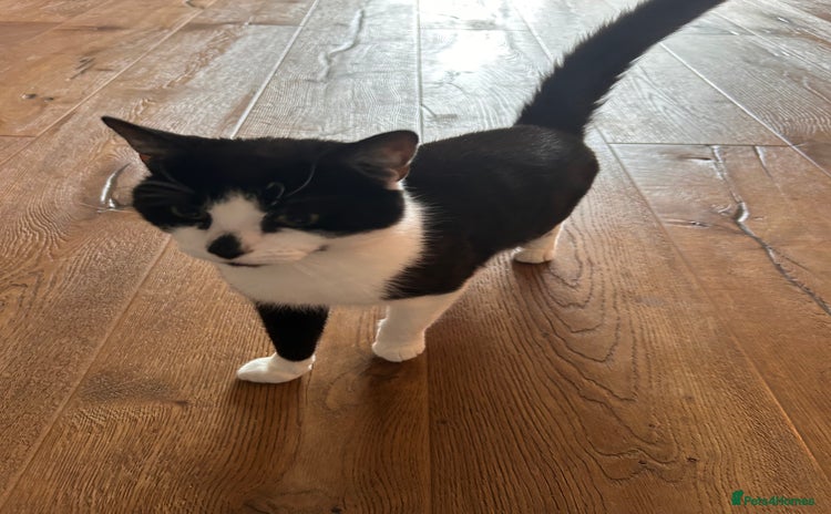 Domestic Shorthair cats - Advert 14