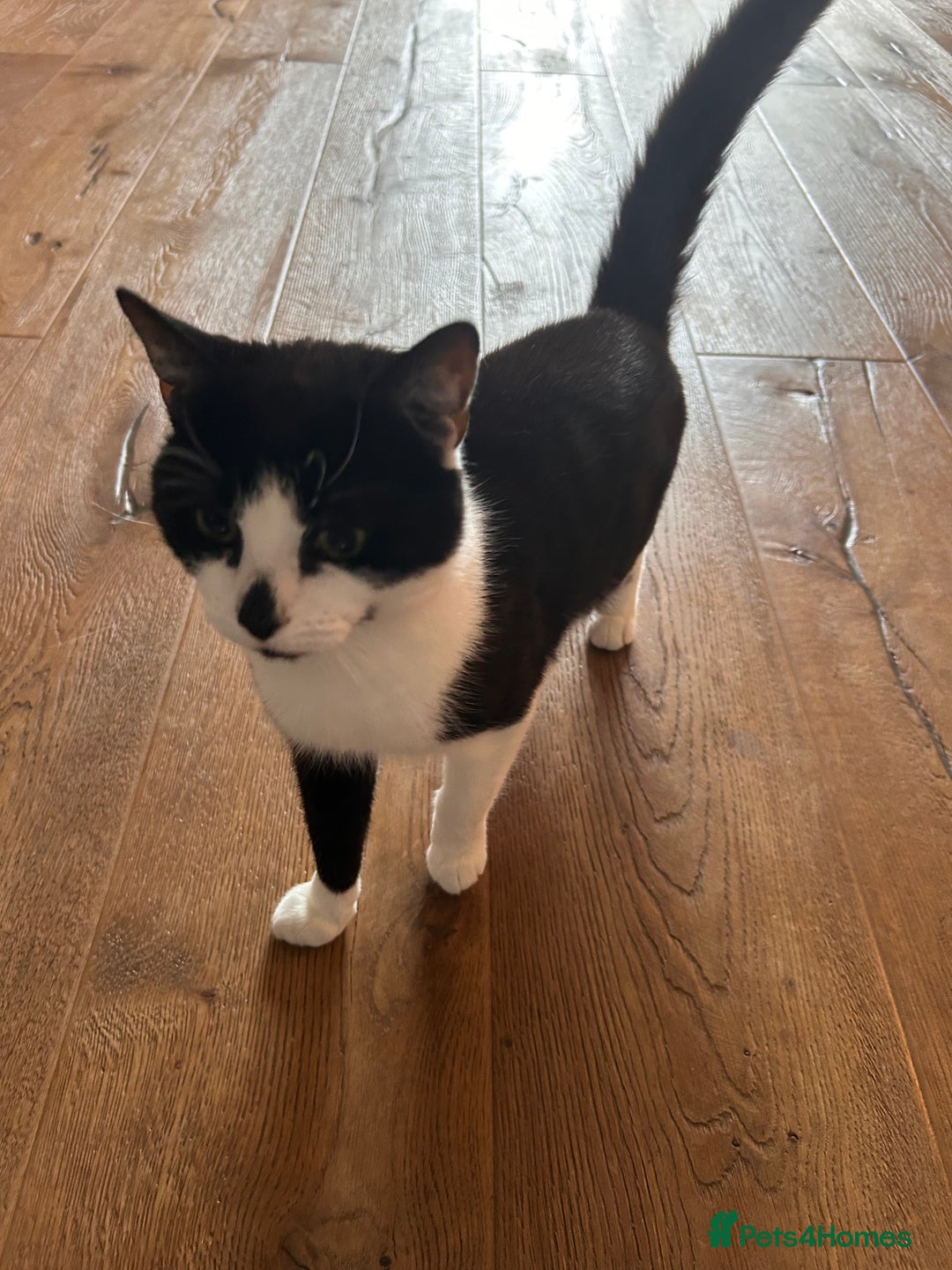 Domestic Shorthair cats for sale: Older cats needing rehoming  - Image 1