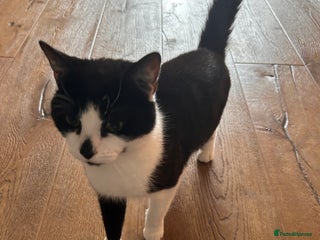 Domestic Shorthair cats - Advert 17