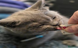 British Shorthair cats for sale: BSH kittens ready now vet checked - Image 7
