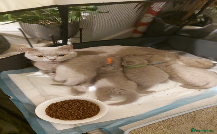 British Shorthair cats - Advert 1