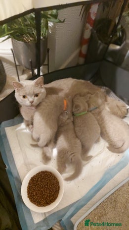 British Shorthair cats - Advert 1