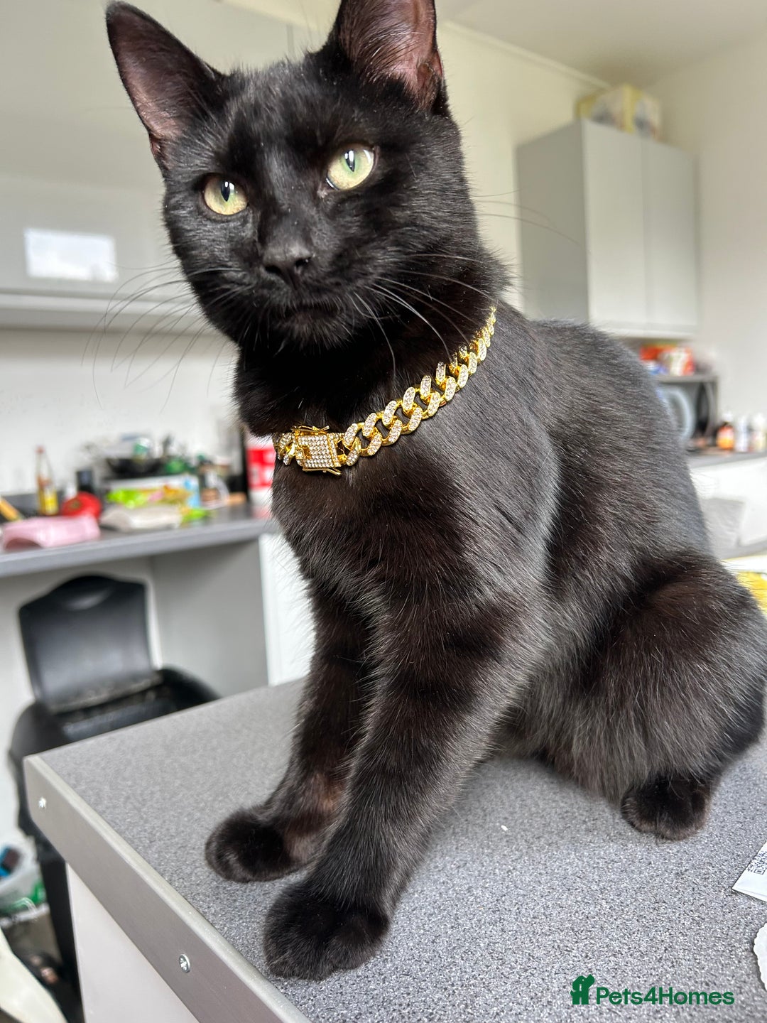 Mixed Breed cats for sale: Beautiful fluffy kittens looking for new home🥰 - Image 7