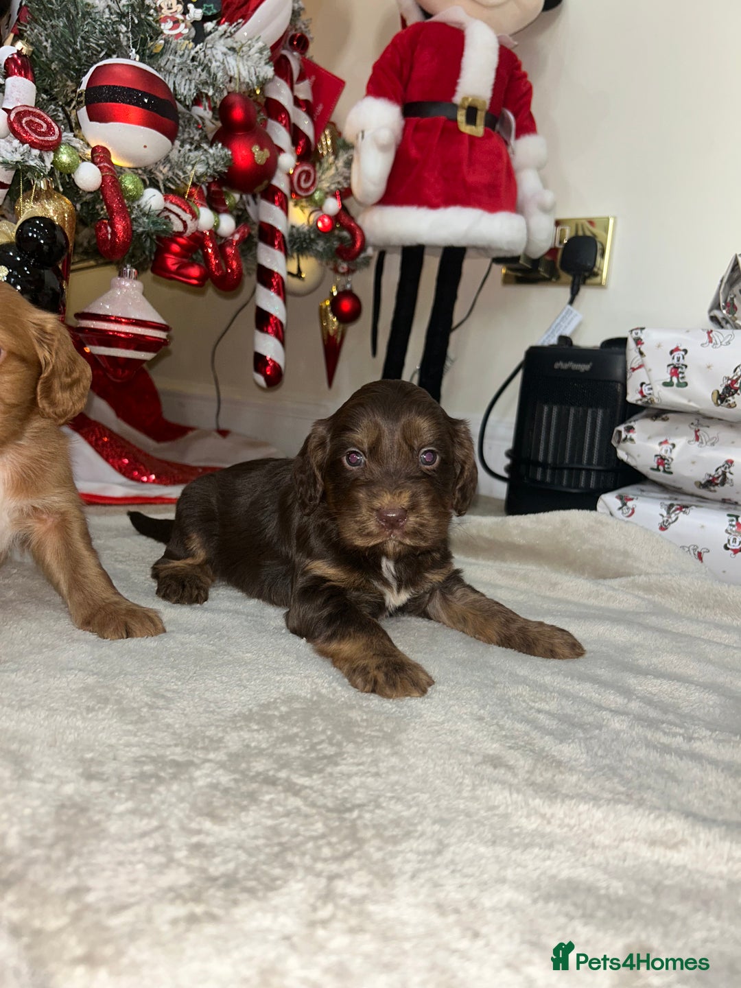 Cockapoo dogs for sale: Stunning cockapoo puppies  - Advert 15