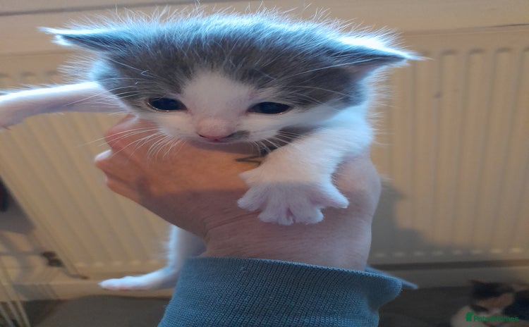 Domestic Shorthair cats 3 little ones left 💙💙 white and ginger reserved  - Advert 1