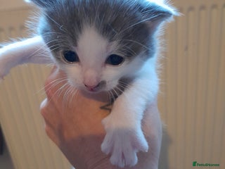 Domestic Shorthair cats 1 little girl left 💜 - Advert 10