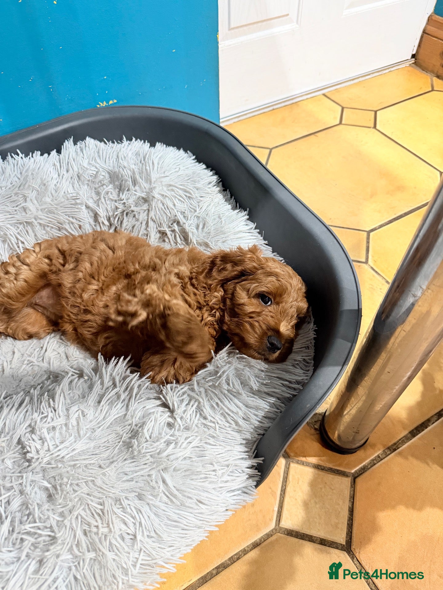 Cockapoo dogs F3 cockerpoos - Advert 1