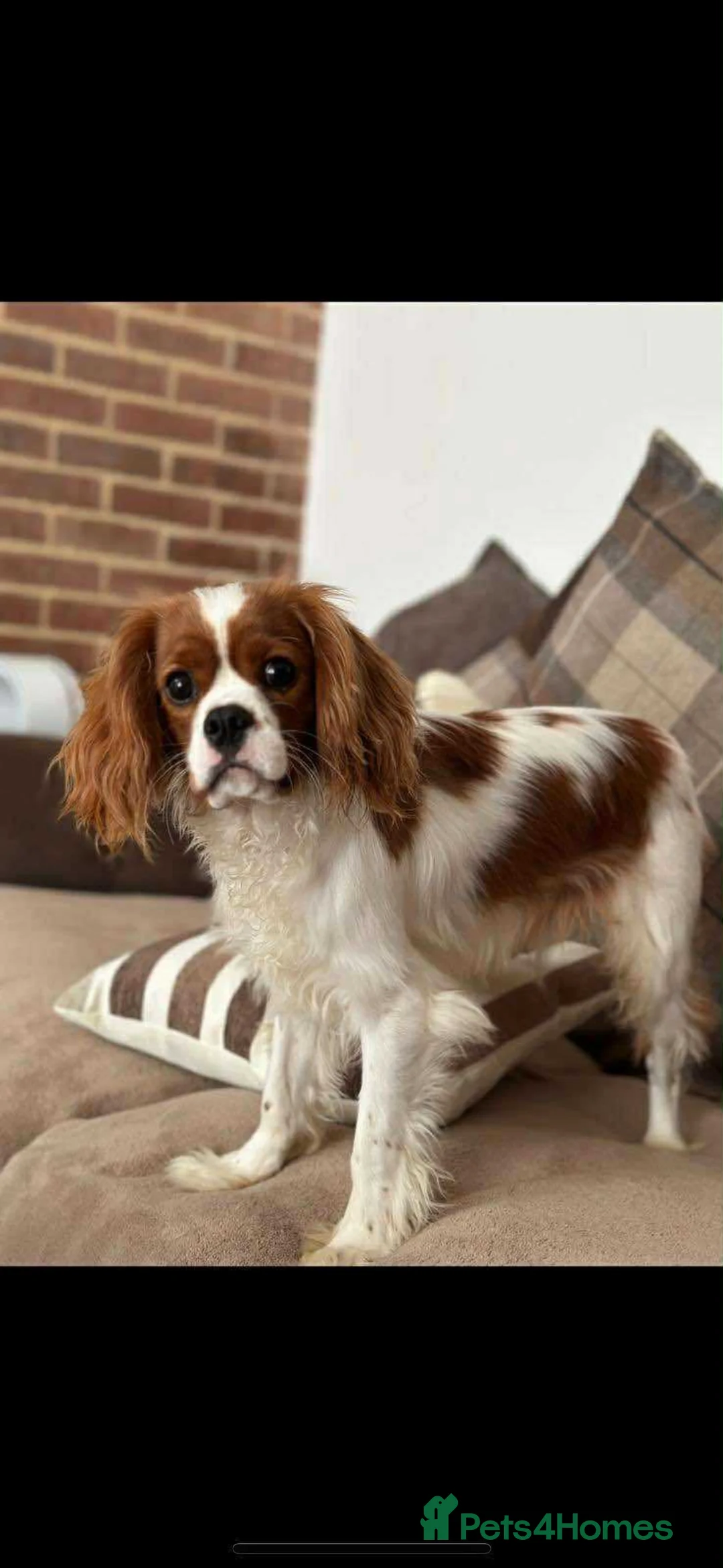 Cavalier King Charles Spaniel dogs for sale: Beautiful Cavalier King Charles spaniels  - Advert 2