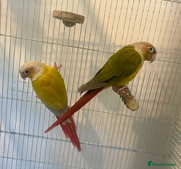 Parrots birds Stunning Companion Parrots–DNA Tested & Healthy - Advert 1