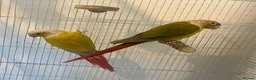 Parrots birds for sale: Stunning Companion Parrots–DNA Tested & Healthy in Bognor Regis - Advert 1