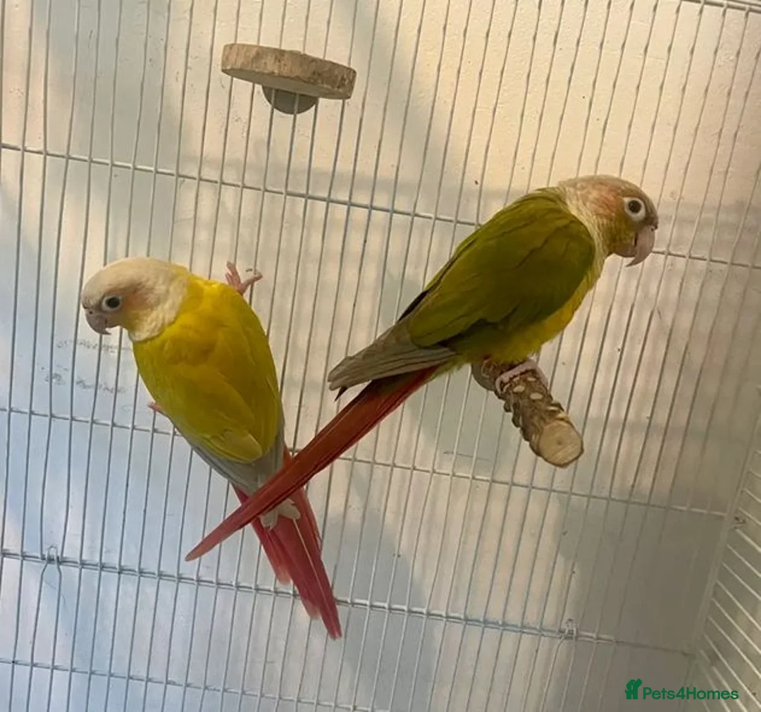 Parrots birds for sale: Stunning Companion Parrots–DNA Tested & Healthy in Bognor Regis - Advert 1