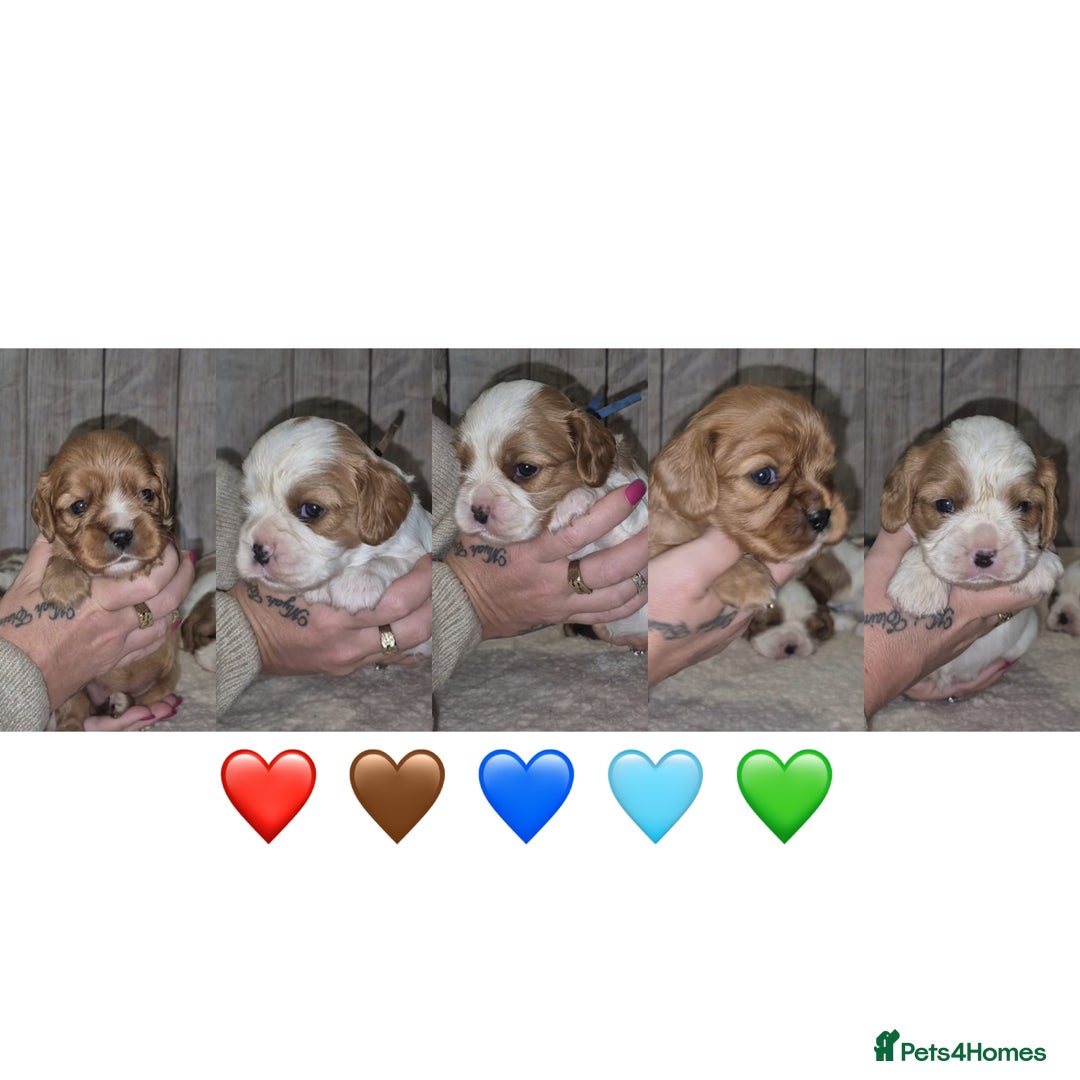 Cavalier King Charles Spaniel dogs for sale: 5 beautiful CKCS ❤️ - Advert 4