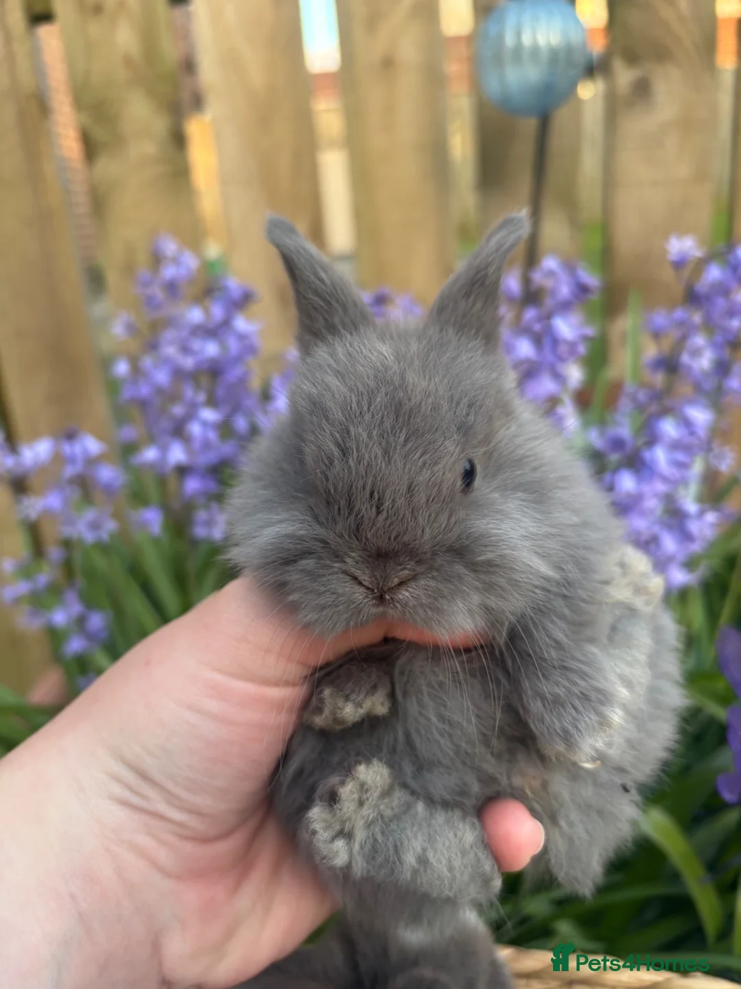 Mini Lop rabbits for sale: Mini lops  - Advert 1