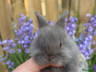 Mini Lop rabbits Mini lops - Advert 1