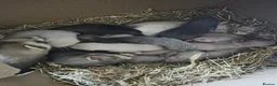 Ferret rodents for sale: ANGELICFERRETS IS BACK - Advert 7