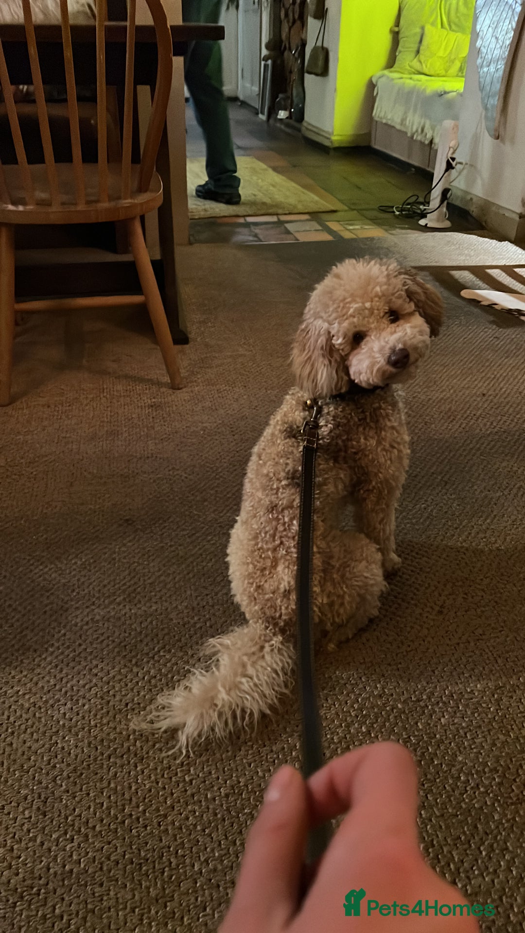 Toy Poodle dogs for stud: Beautiful Poodle for Stud 🤍 - Image 9