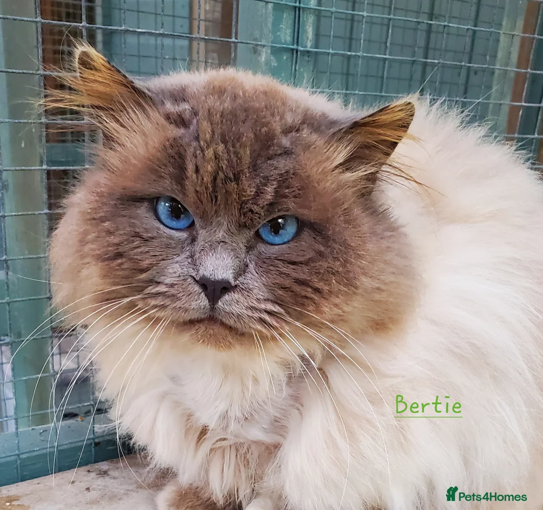 Ragdoll cats for stud: 3 Beautiful Gentle Ragdoll Studs in Bodmin - Advert 6